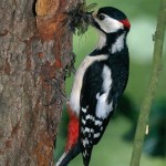 Buntspecht mit Insekten (Foto: Wolfgang Nehls)